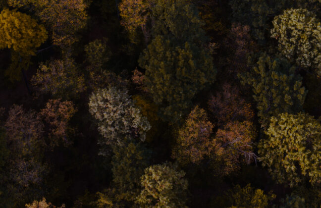Birds-eye view of an autumnal forest